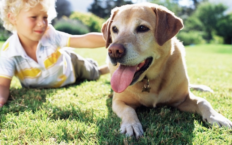Érdekes eredményekre jutottak a kutyák öregedéséről az ELTE kutatói