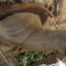 Vas Megyei Vadásznap 2017