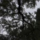 Trianon emléknapi megemlékezés Celldömölkön