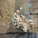 Megáradt vizek - Rába