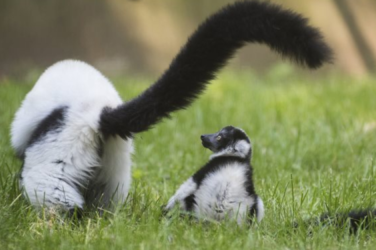 Vari született a Nyíregyházi Állatparkban