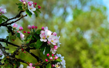 Agrometeorológia: sokfelé okoztak súlyos károkat a gyümölcsösökben a fagyok