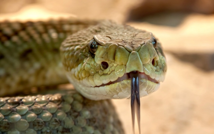 Felfedeztek egy új mérgeskígyó-fajt Ausztráliában