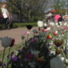 Tulipánfesztivál Celldömölk 2018