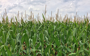 Öthektáros útvesztő épült Kiszombor határában