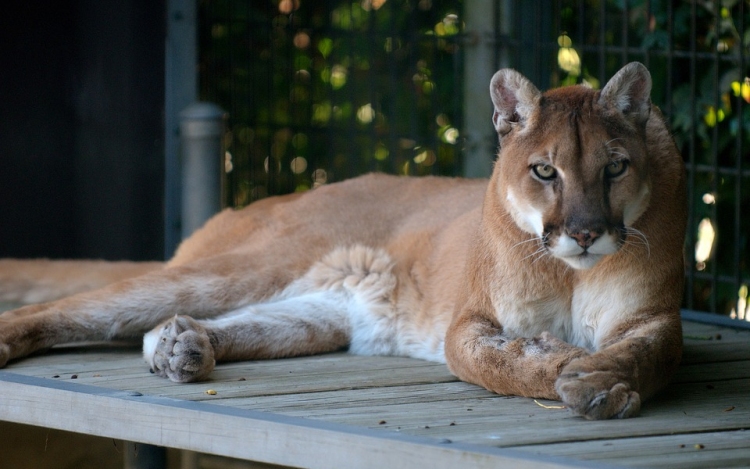 Tizenkét állatbemutató-hely készül programokkal az Állatkertek éjszakájára