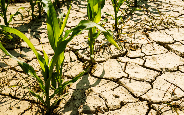 Agrometeorológia: folytatódik a csapadékszegény időjárás