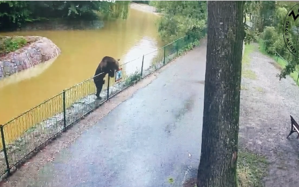 Éjszakánként bejár egy medve a marosvásárhelyi állatkertbe - Videó
